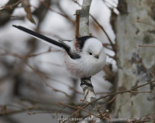 Long-tailed tit Aegithalos caudatus Katrineholm Sodermanland Sweden