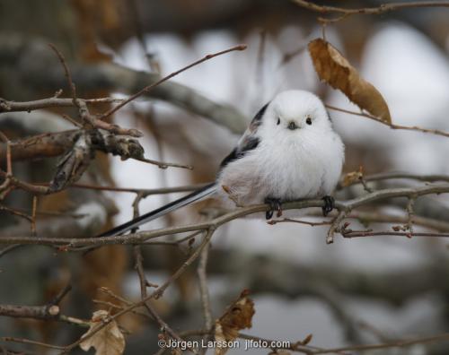 Long-tailed tit Aegithalos caudatus Katrineholm Sodermanland Sweden