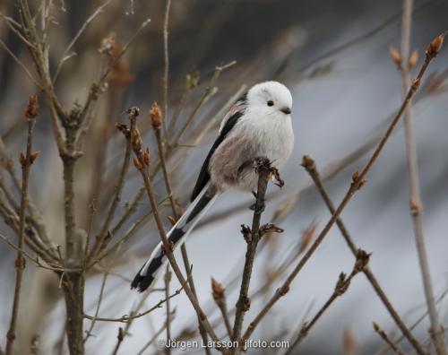 Long-tailed tit Aegithalos caudatus Katrineholm Sodermanland Sweden