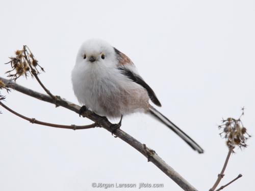 Stjärtmes Aegithalos caudatus Stockholm Sverige  fåglar  mesar 