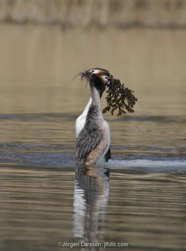 Skäggdopping Podiceps cristatus  Västervik Småland Sverige  sjöfågel fåglar pingvindans