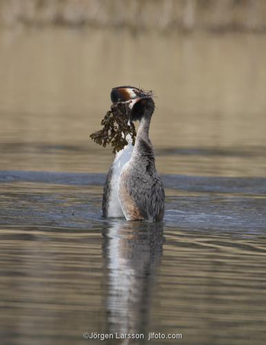 Great crested grebe Vastervik Smaland Sweden penguindance 