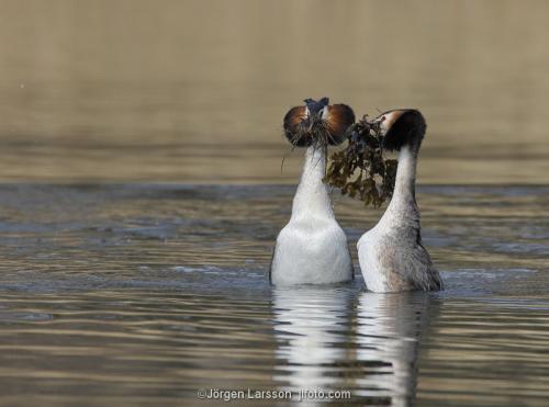 Great crested grebe Vastervik Smaland Sweden penguindance 