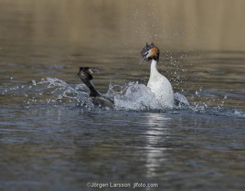 Great crested grebe Vastervik Smaland Sweden