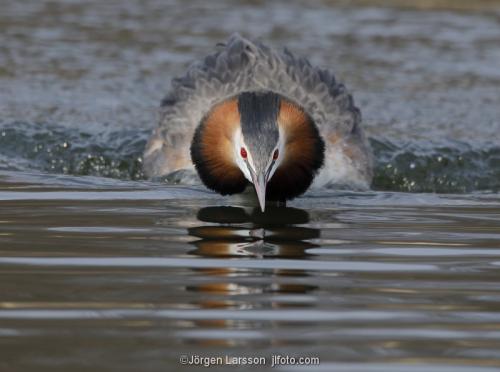 Great crested grebe Vastervik Smaland Sweden