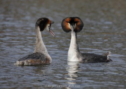 Great crested grebe Vastervik Smaland Sweden