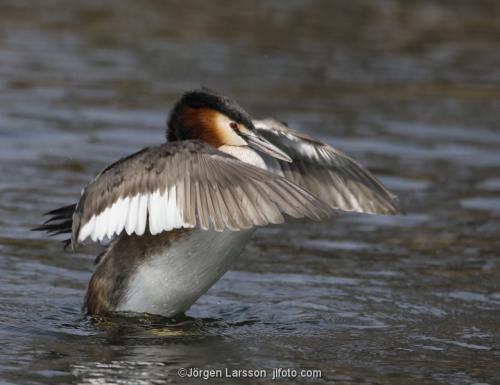 Skäggdopping Podiceps cristatus  Västervik Småland