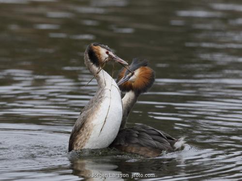 Skäggdopping Podiceps cristatus  Västervik Småland