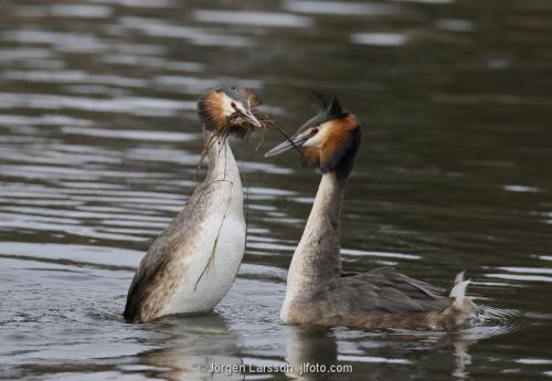 Skäggdopping Podiceps cristatus  Västervik Småland