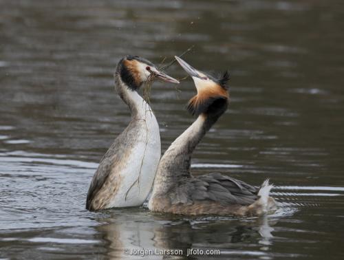 Great crested grebe Vastervik Smaland Sweden  penguindance 