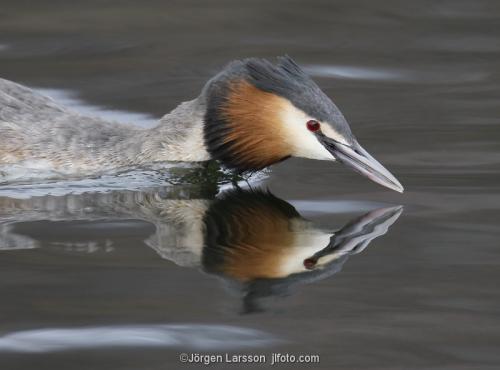 Great crested grebe Vastervik Smaland Sweden