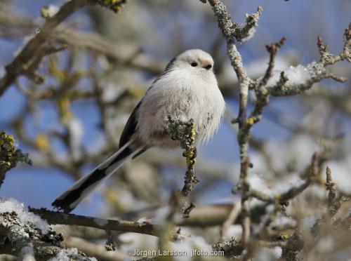 Long-tailed tit Aegithalos caudatus Katrineholm Sodermanland Sweden