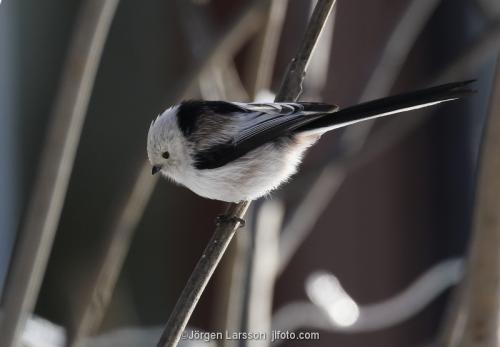 Long-tailed tit Aegithalos caudatus Katrineholm Sodermanland Sweden