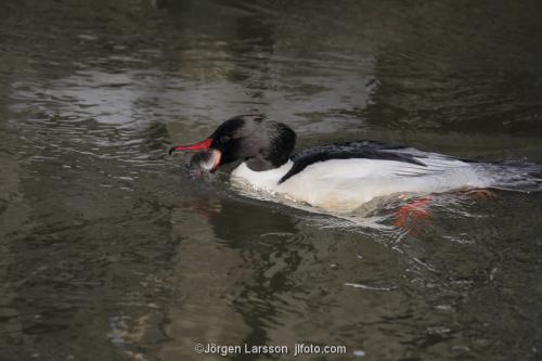 Storskrake Mergus merganser  med fisk iTrosa Södermanland Sverige Fåglar