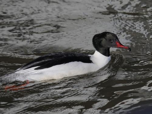 Storskrake Mergus merganser  Trosa Södermanland Sverige