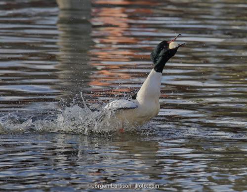 Storskrake Mergus merganser  Trosa Södermanland Sverige