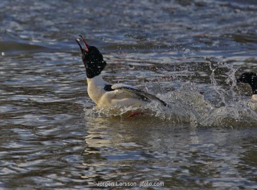 Storskrake Mergus merganser  Trosa Södermanland Sverige