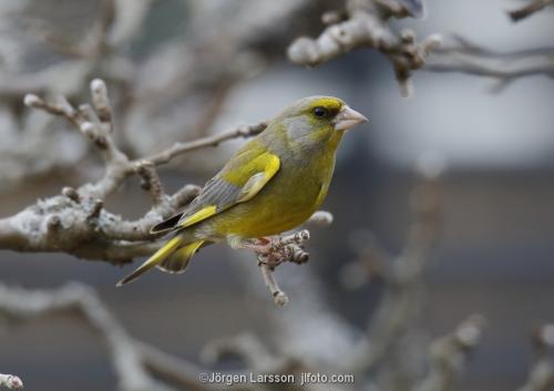 Grönfink Carduelis chloris  Stockholm Sverige