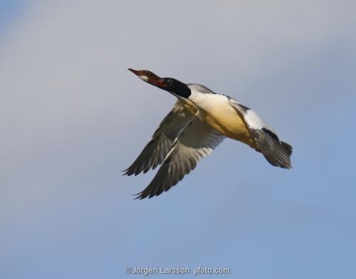 Storskrake Mergus merganser  Trosa Södermanland Sverige Fåglar