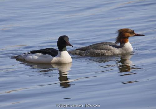 Storskrake Mergus merganser  Trosa Södermanland Sverige Fåglar