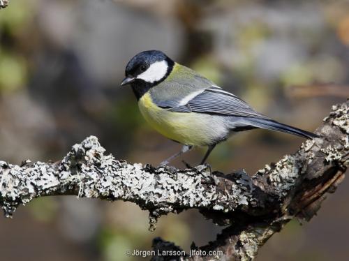 Great Tit parus major Stockholm Sweden