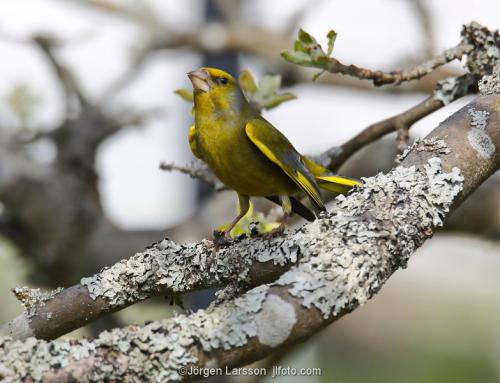 European Greenfinch Carduelis chloris Stockholm Sweden