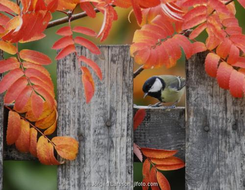 Great Tit parus major Stockholm Sweden