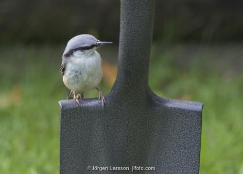 Nuthatch  Stockholm Sweden