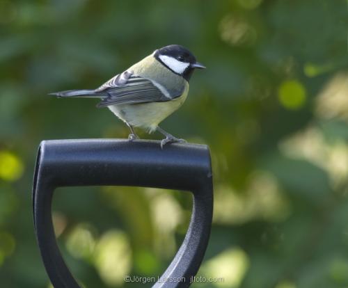 Great Tit Stockholm Sweden