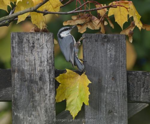 Nuthatch  Stockholm Sweden