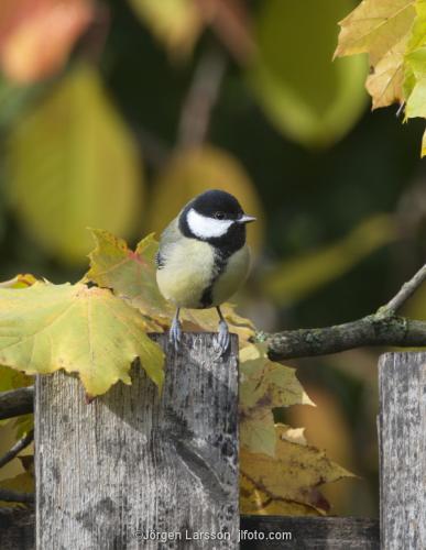 Great Tit Stockholm Sweden