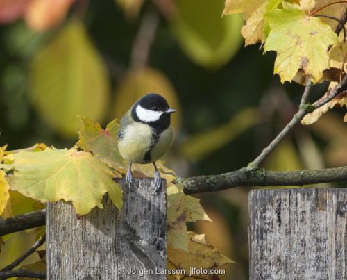 Great Tit Stockholm Sweden