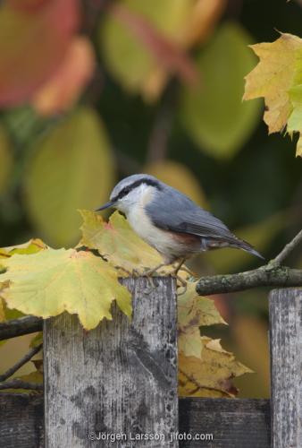 Nuthatch  Stockholm Sweden