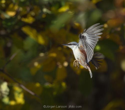 Nuthatch  Stockholm Sweden