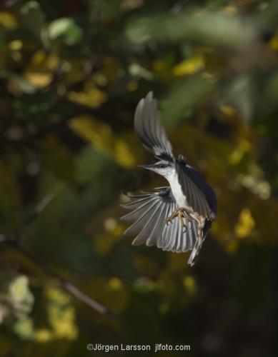 Nuthatch  Stockholm Sweden