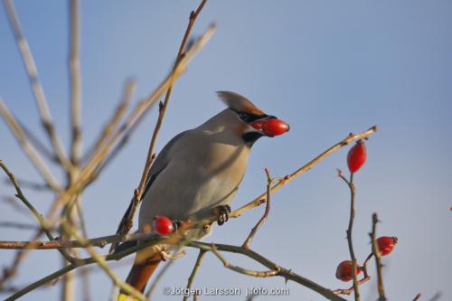 Waxwing eating rose-hip  Bombycilla gamulus Stockholm Sweden