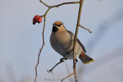 Waxwing eating rose-hip  Bombycilla gamulus Stockholm Sweden