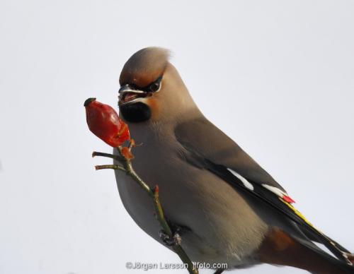 Waxwing eating rose-hip  Bombycilla gamulus Stockholm Sweden