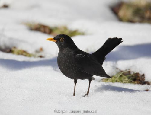 Blackbird Turdus merula Stockholm Sverige