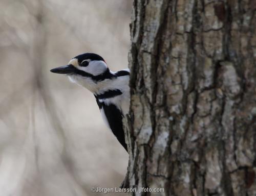 Great Spotted Woodpecker  Stockholm Sweden