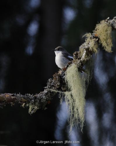 Pied Flycatcher Katrineholm Sodermanland Sweden