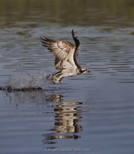 Fiskgjuse  Pandion haliaetus   Maelaren Sodermanland Sweden 