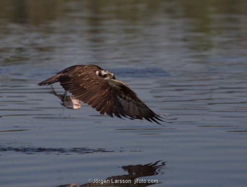 Osprey Pandion haliaetus Eskilstuna Sodermanland Sweden