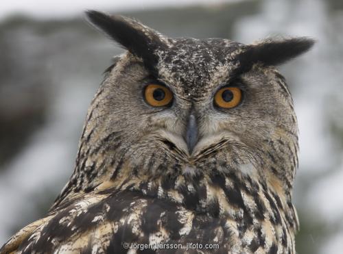 Eagle owl  Stockholm Sweden