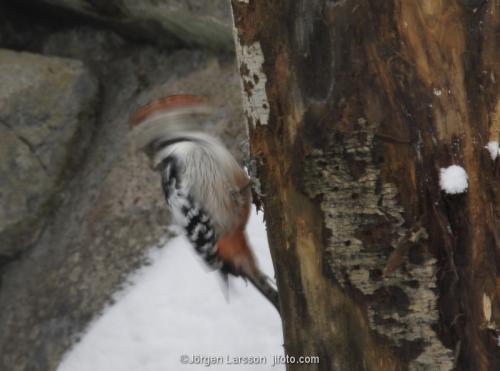 White-Backed Woodpecker   Dendrocopos leucotos  Stockholm Sweden 