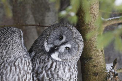 Great Grey Owl. Stockholm Vasterbotten Sweden