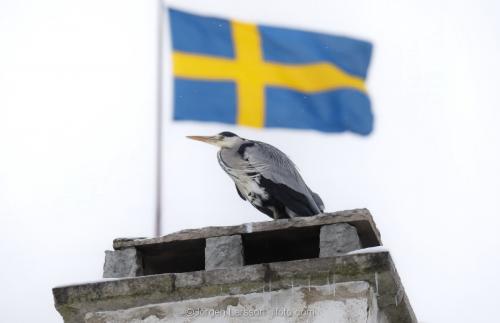 Grå Häger ardea cinerea Svensk flagga Stockholm Sverige