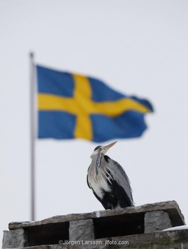 Grå Häger ardea cinerea Svensk flagga Stockholm Sverige