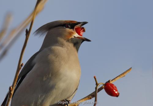 Waxwing eating rose-hip  Bombycilla gamulus Stockholm Sweden