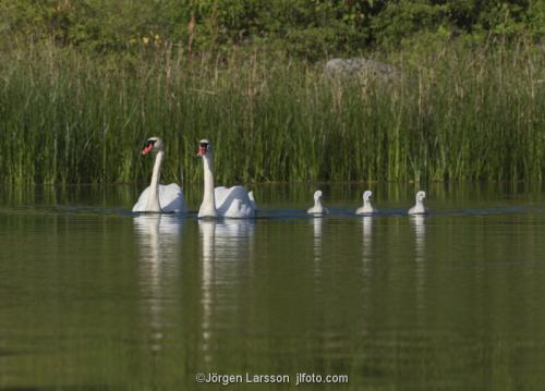 Mute Swan with chicks Smaland Sweden